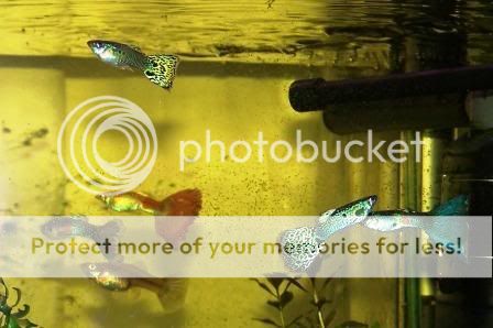 Guppies21.jpg
