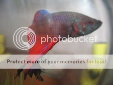 bettas001.jpg