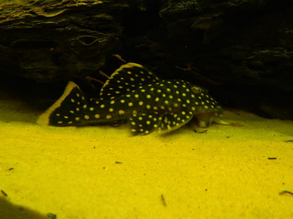 DSCN0406.jpg