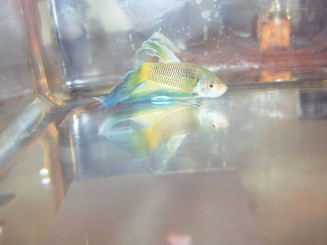 whitebettas076.jpg