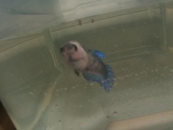 bettas253.jpg
