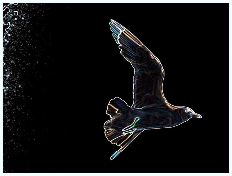 seagulcopy.jpg
