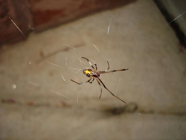 spider2.jpg