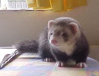 Stumpy.jpg