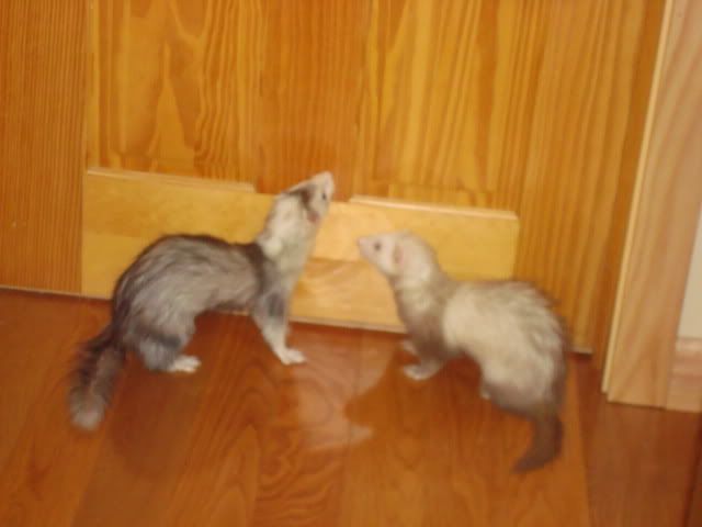 ferrets032-1.jpg