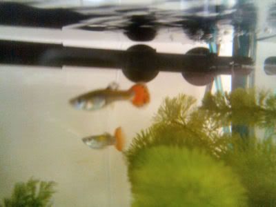 guppies1.jpg