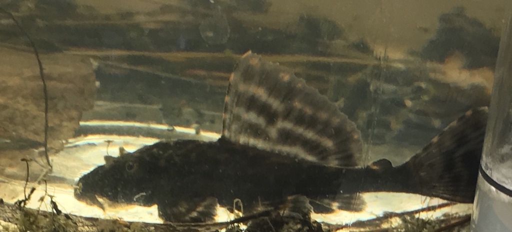Pleco_zpsxvzr7tbr.jpeg
