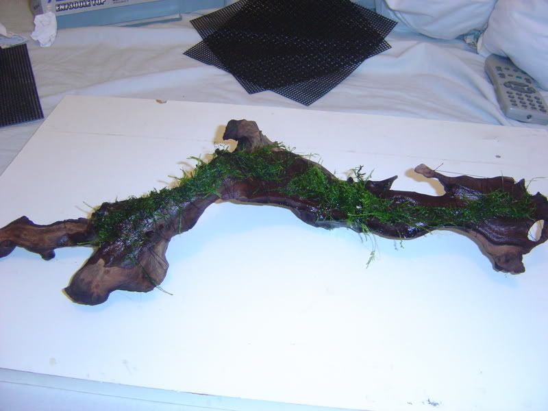 DSC02128.jpg