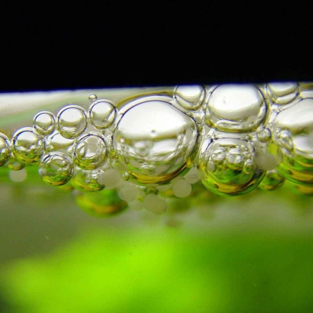 Image2eggs.jpg