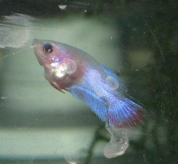 Fish248.jpg