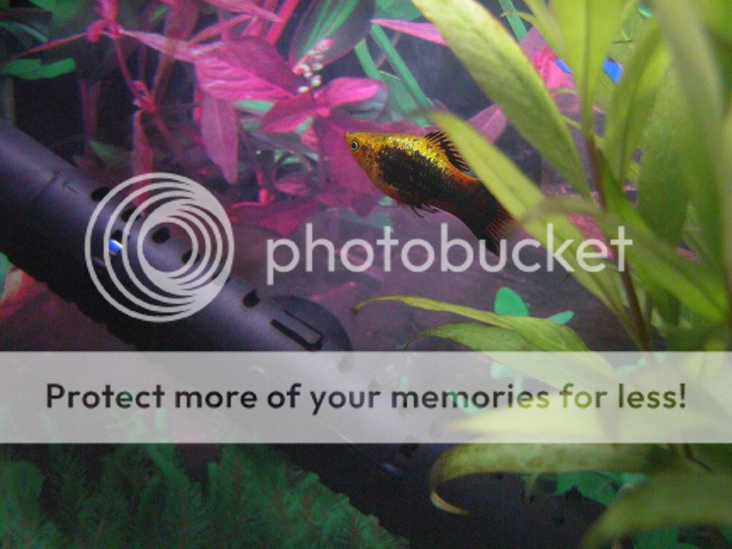 DSCN2939.jpg