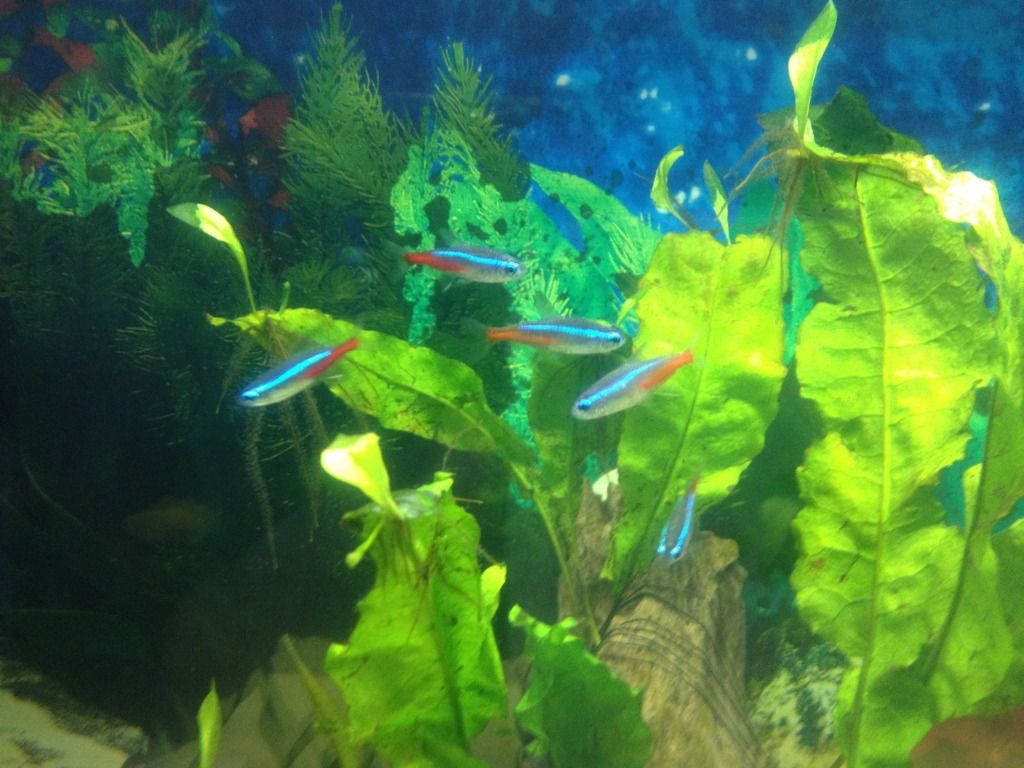 fish010.jpg