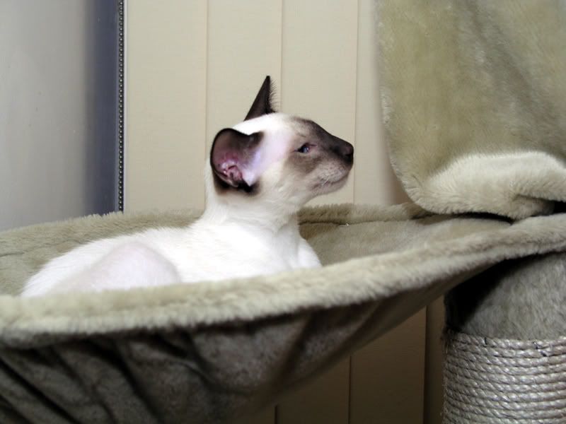 louis010506_2.jpg