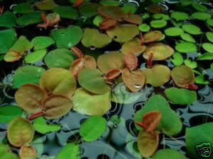 floatingplant.jpg