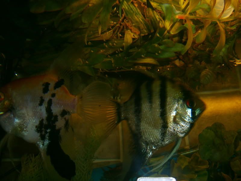 S5002807.jpg