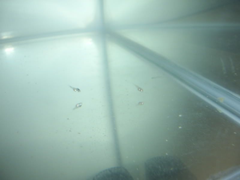 STA41794.jpg