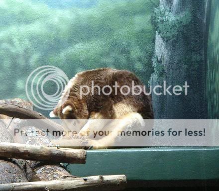 relayzoo011.jpg