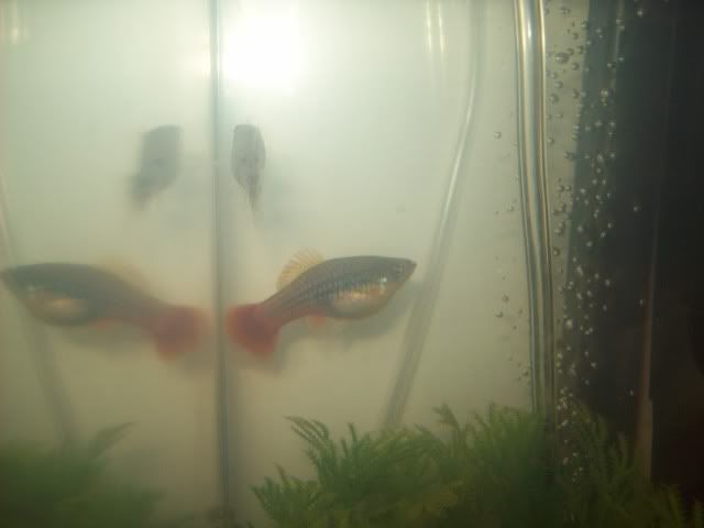 Female_platy1.jpg