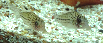 corys.png