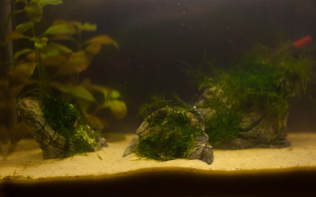 Fish-16.jpg