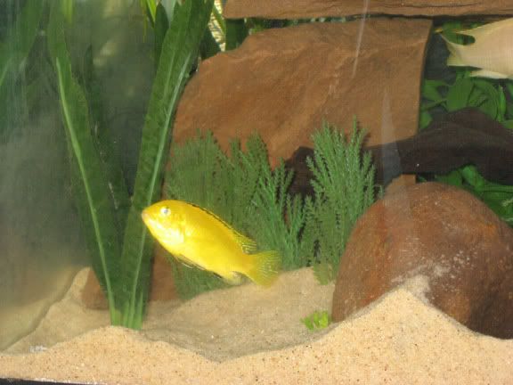 newtankpics4.jpg