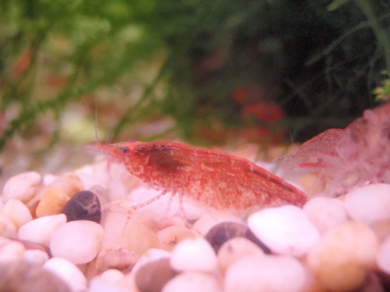 saleshrimp2.jpg