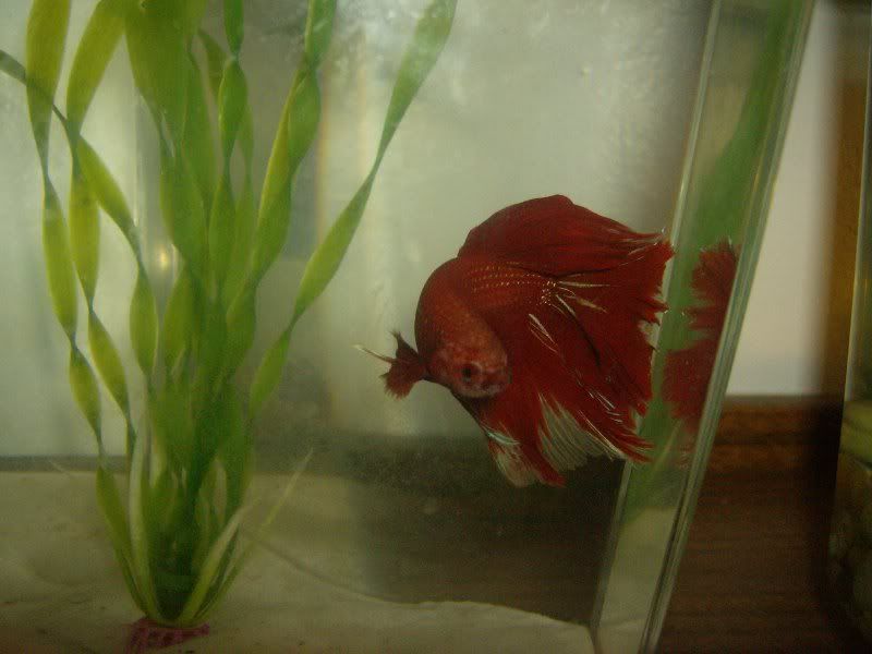 NewFish012.jpg