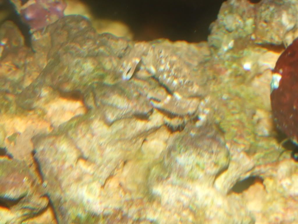 MobytheGoby027.jpg