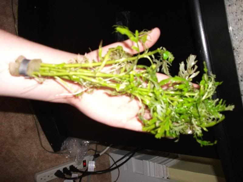 DSCF0390.jpg