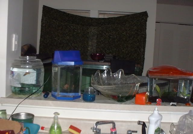 kitchenbettas2.jpg