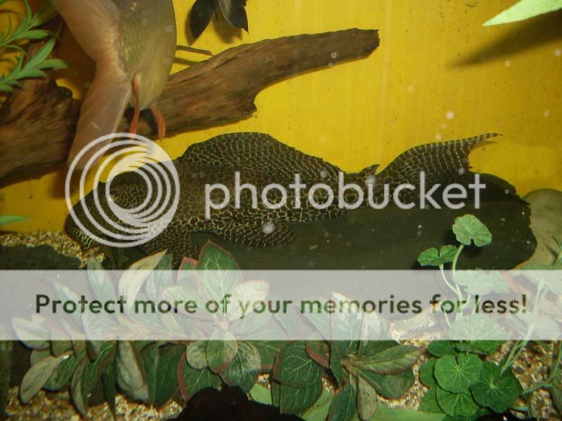 minipuffer055.jpg