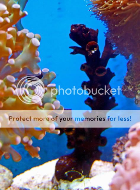 2009_1108Reef0014.jpg