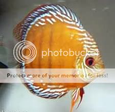 Symphysodon_aequifasciatusBrownWild.jpg
