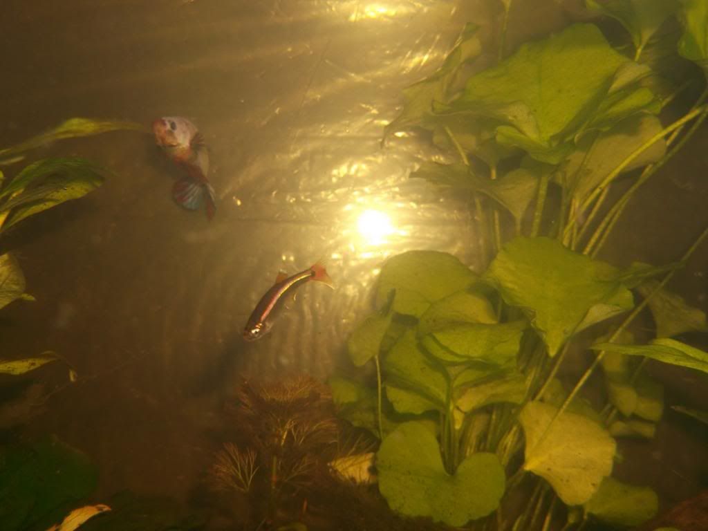 DSCF4750_zps3f5d99f7.jpg