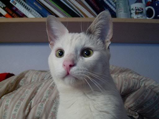 LenaandCats00222.jpg