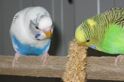 aviarybudgies076.jpg