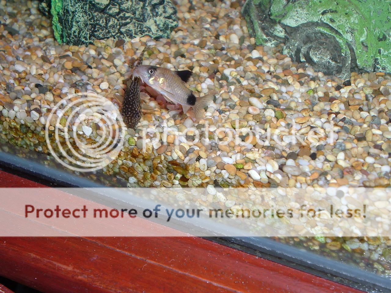 DSCF0838.jpg