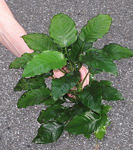 812372381_Ps6i5-M.jpg