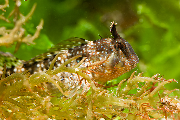 Rockpoolin___IV_by_HairyToes.jpg