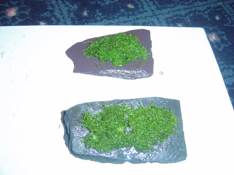 DSC02136.jpg