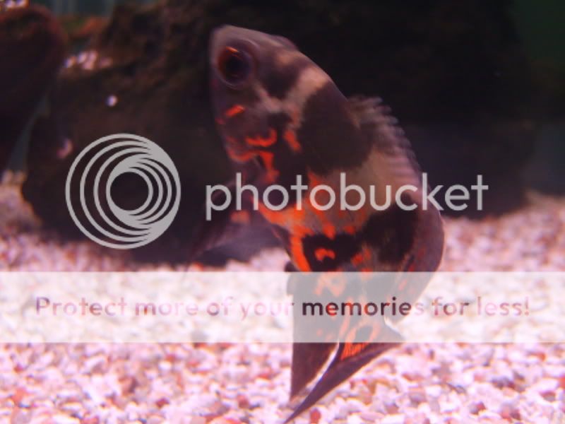 S5006095.jpg