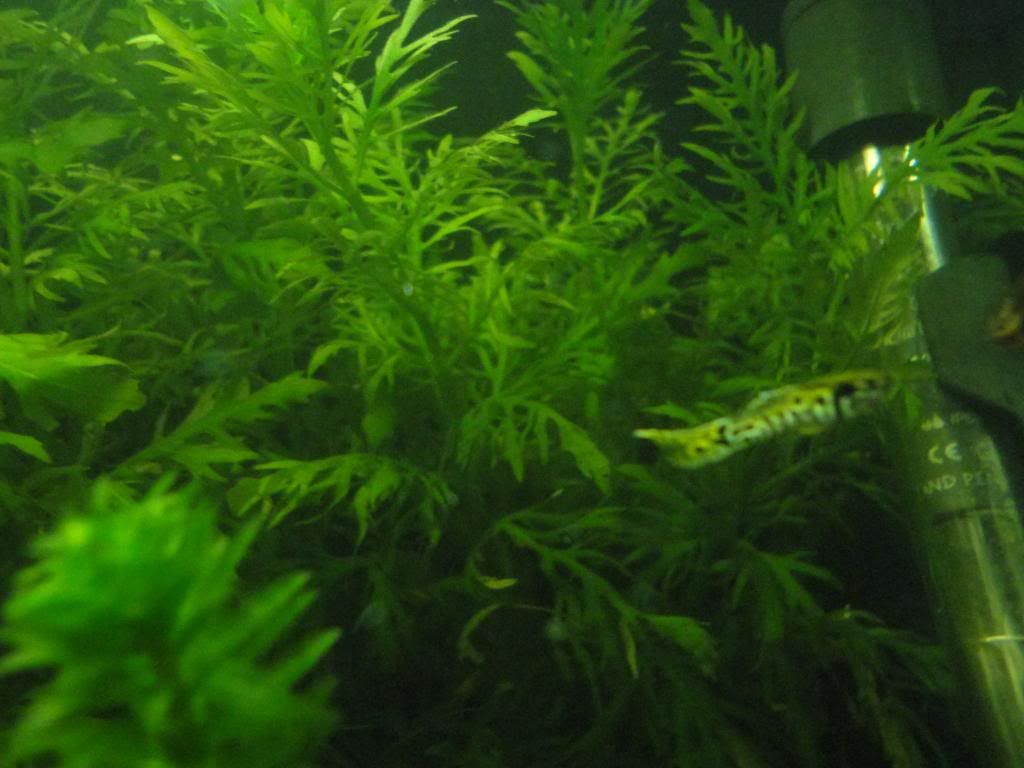 DSC01683_zps0b015583.jpg