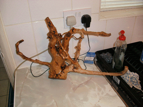 root.gif