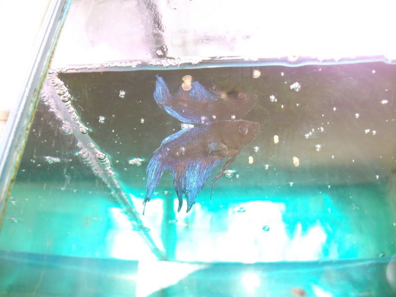 DSCF4494.jpg