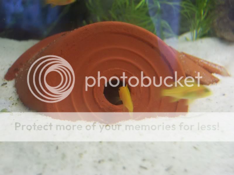 camerafryect014.jpg