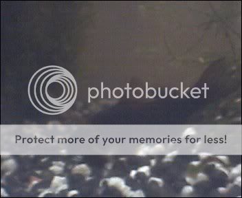 Cam00007-3.jpg