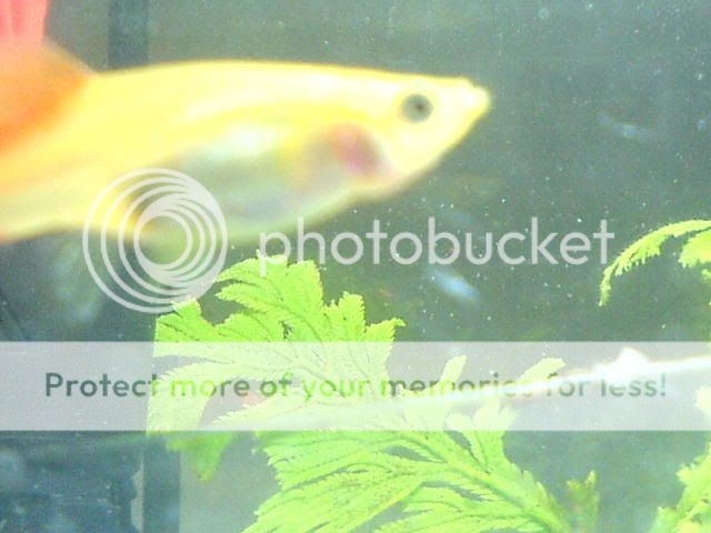 cid_DSC00104.jpg