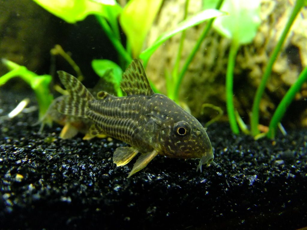 DSCF4007.jpg