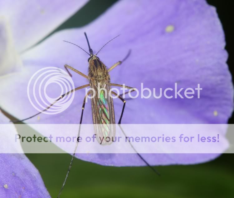 mozziea.jpg