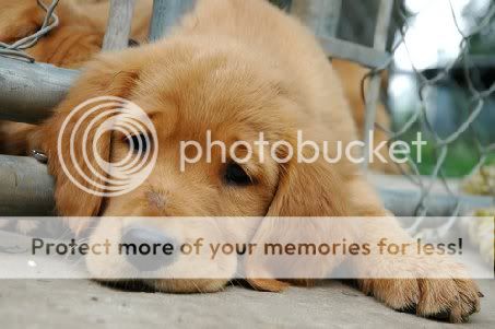 sadpuppy.jpg